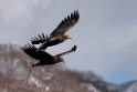 Havørn20170209_DSC6655
