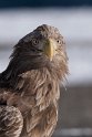 Havørn20170209_DSC7014