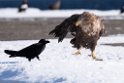 Havørn20170209_DSC7033