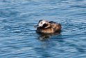 Havlit20170207_DSC6036