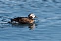 Havlit20170207_DSC6043