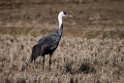 Hooded Crane201702012_DSC7931