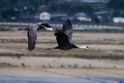 Hooded Crane20170212_DSC7777