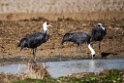 Hooded Crane20170212_DSC7925