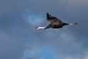 Hooded Crane20170212_DSC8117
