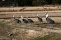 Hooded Crane2170212_DSC8114