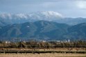 Hooded crane20170212_DSC8186