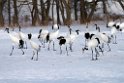 Japanese Crane20170209_DSC7332