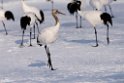 Japanese Crane20170209_DSC7349