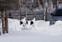 Japanese Crane20180210_DSC7454