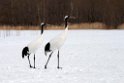 Japanese Cranes20170209_DSC7522