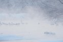 Japanese cranes.20170210_065813