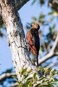 Okinava woodpecker20170216_DSC8411