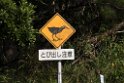 Okinawa rail_DSC8424