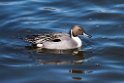 Pintail20170219_DSC8609