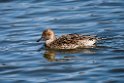 Pintail20170219_DSC8716