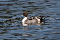 Pintail20170219_DSC8777