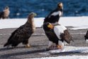 Sea-eagles20170209_DSC6934