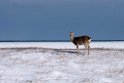 Sika deer20170207_DSC5867
