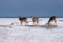 Sika deer20170207_DSC5877