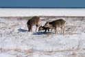 Sika deer20170207_DSC5883