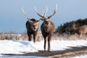 Sika deer20170207_DSC6046