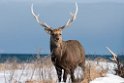 Sika deer20170207_DSC6063
