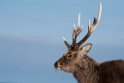 Sika deer20170207_DSC6077