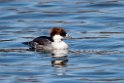 Smew20170219_DSC8690