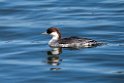 Smew20170219_DSC8758