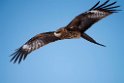 Sort glente20170207._DSC5839