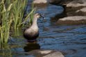 Spotbill20170219_DSC8764