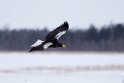 Stellers Sea.eagle20170207_DSC5673