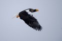 Stellers havørn20170207_DSC5261