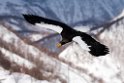Stellersørn20170209_DSC6421a