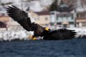 Stellersørn20170209_DSC6794
