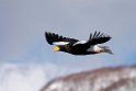 Stellers20170209_DSC6511a
