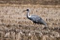 White-naped Crane20170212_DSC7852