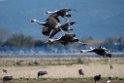 White-naped Crane20170212_DSC7938