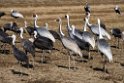 White-naped Crane20170212_DSC7970