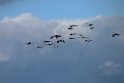White-naped Crane20170212_DSC8137
