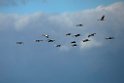 White-naped Crane20170212_DSC8141