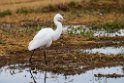 Yellow-billed Egret20170215_DSC8381