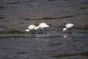 black-faced spoonbill20170212_DSC8060