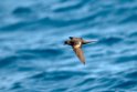 Bulwers petrel.20100827_1598
