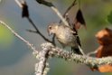Chaffinch.20100827_1697