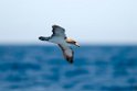 Corys Shearwater.20100827_1540