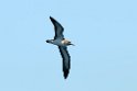 Corys Shearwater.20100827_1554a