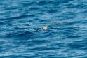 Corys Shearwater.20100827_1566