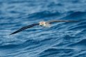 Corys shearwater.20100827_1568